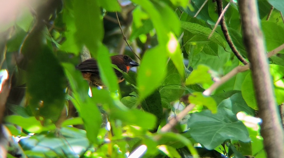 Red-throated Ant-Tanager - ML624451329