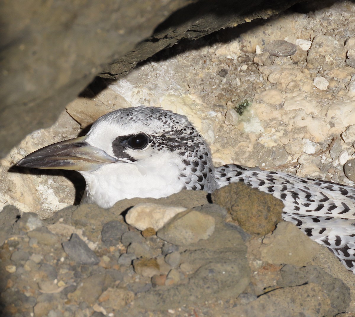 Red-tailed Tropicbird - ML624451390