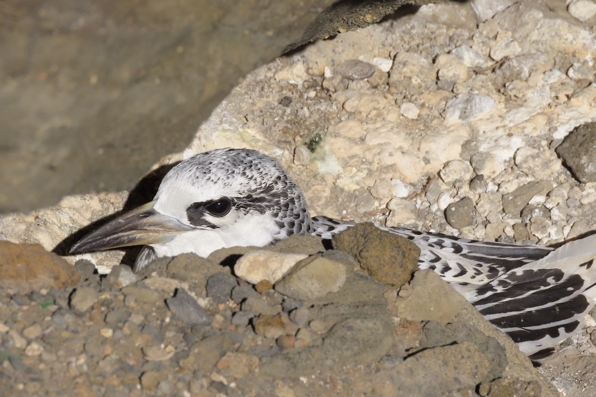 Red-tailed Tropicbird - ML624451391