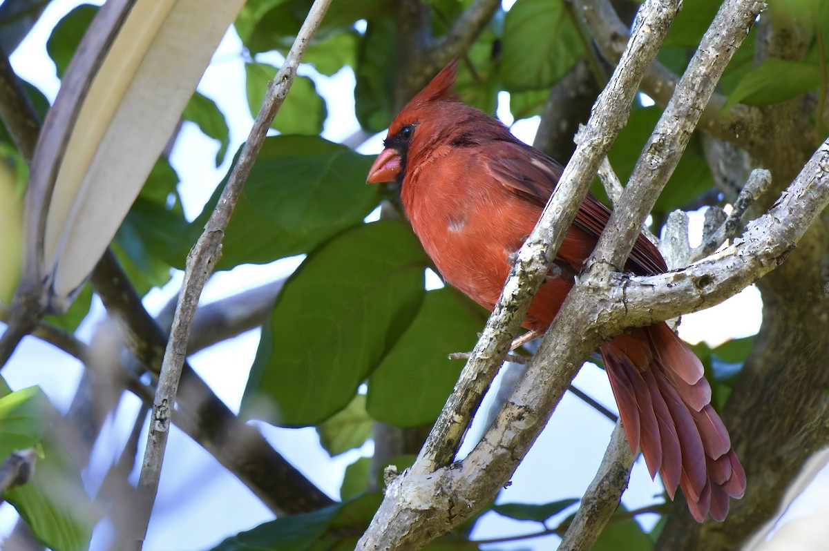 Northern Cardinal - ML624451444