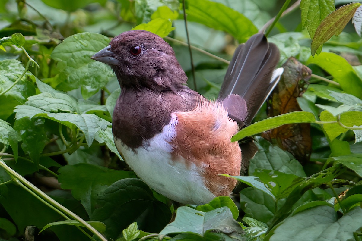 Eastern Towhee - ML624451451