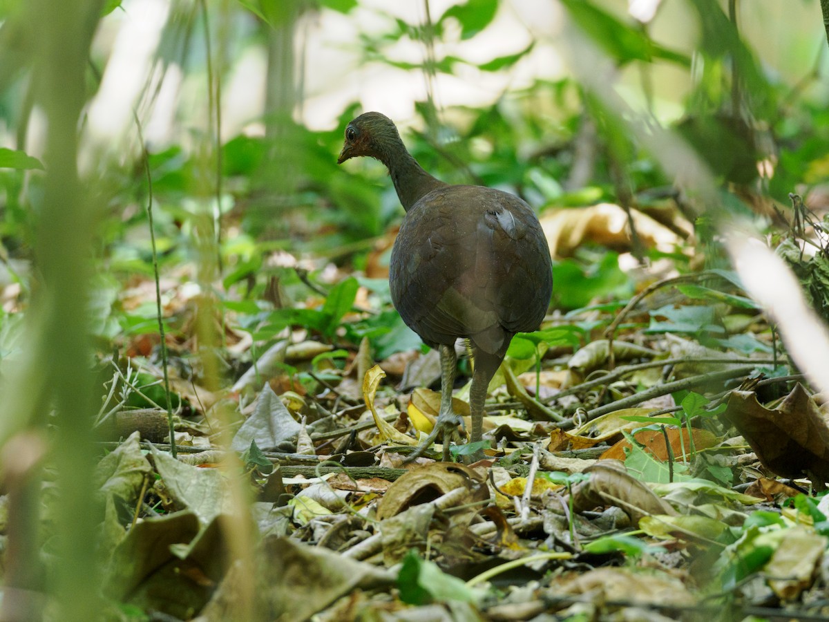 Philippinen-Großfußhuhn - ML624451456