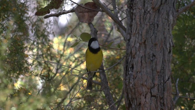 Golden Whistler (Western) - ML624451473