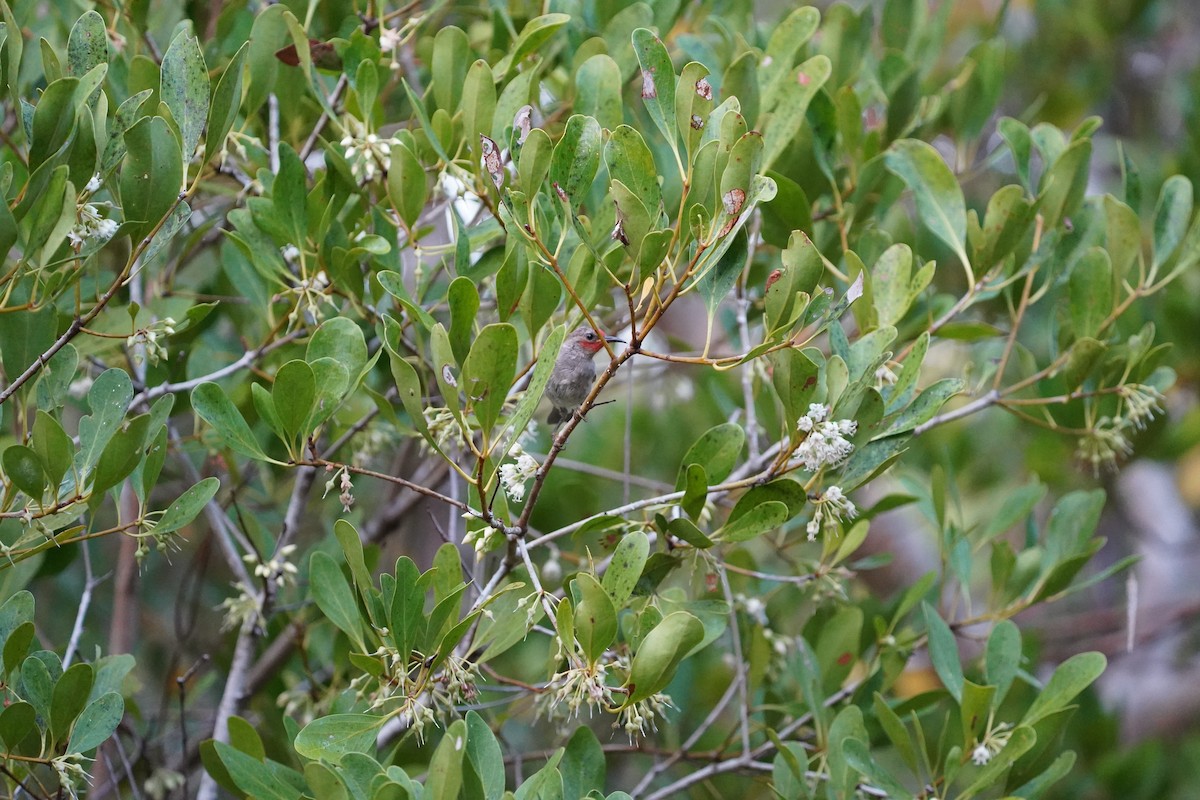 Red-headed Myzomela - ML624451479