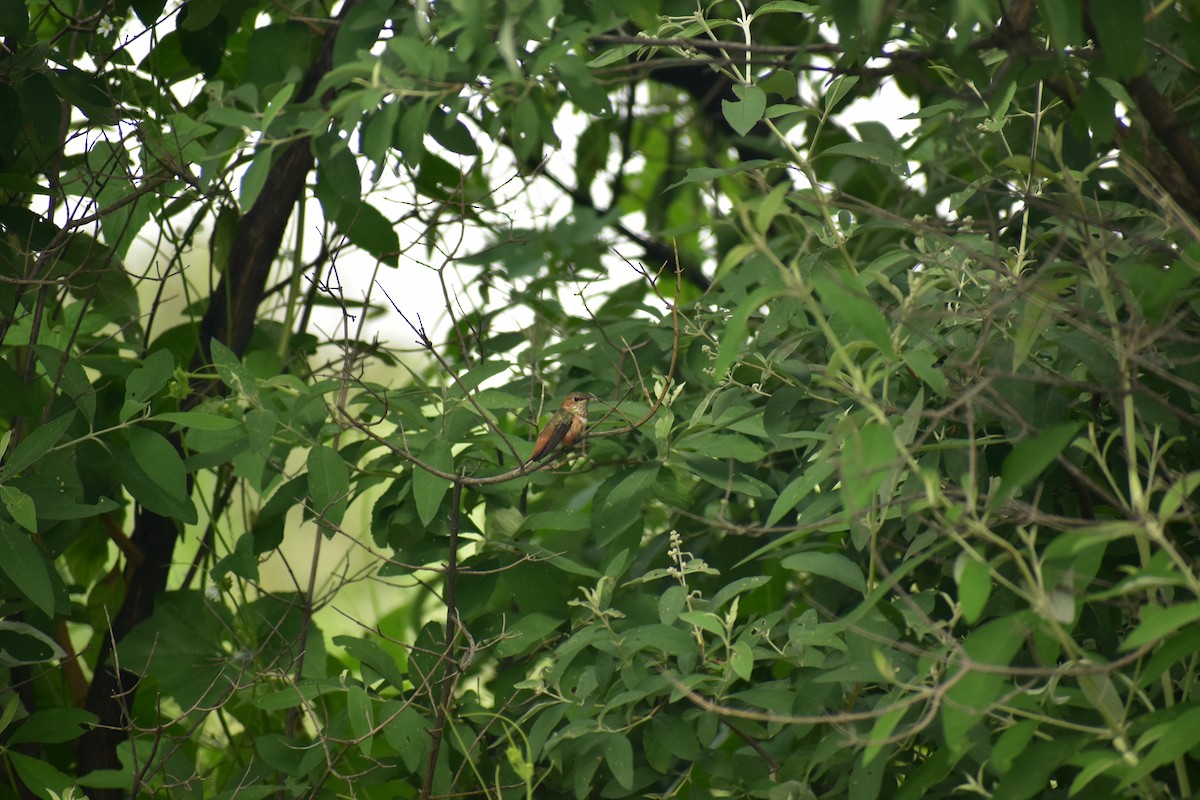 Rufous/Allen's Hummingbird - ML624451642