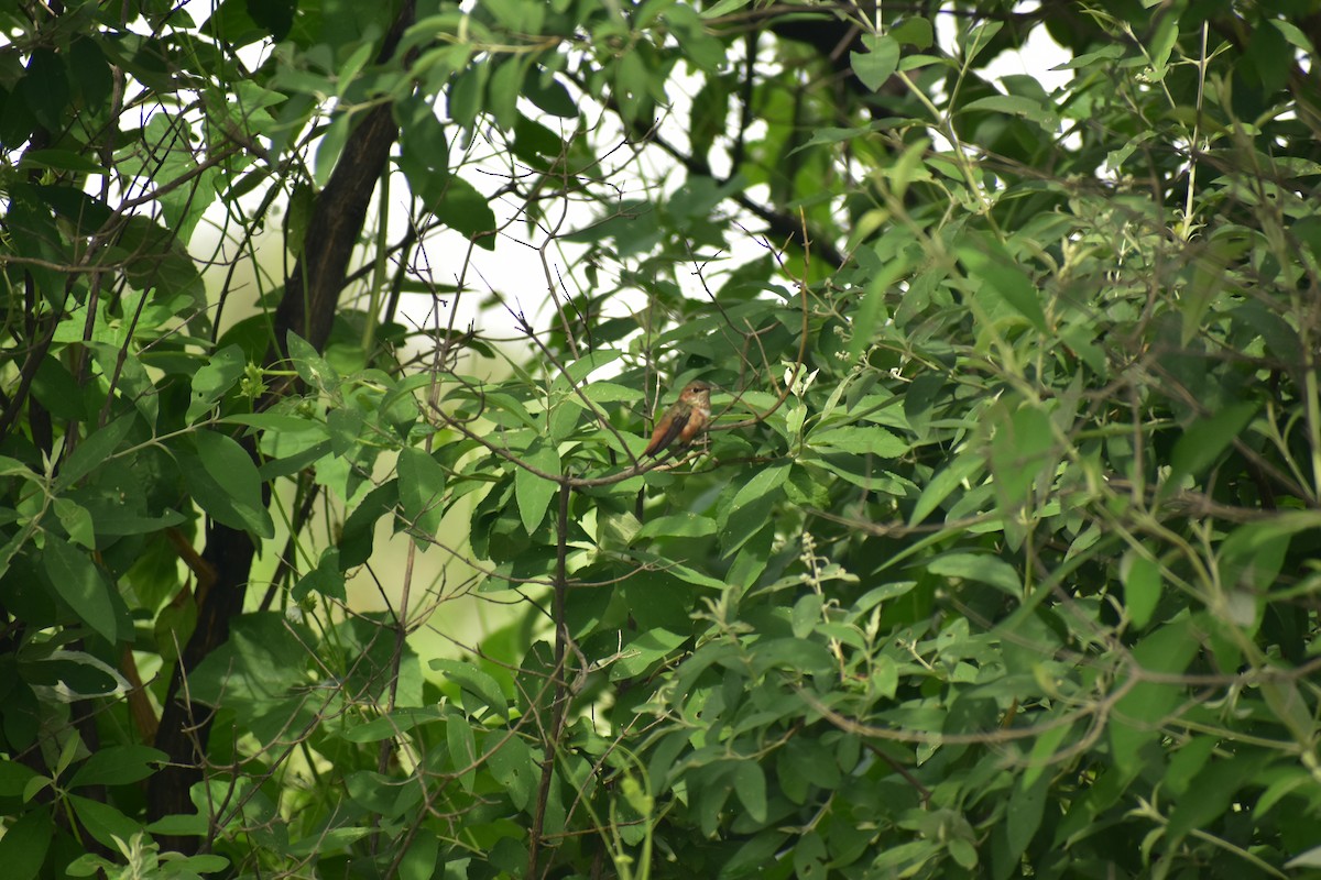 Rufous/Allen's Hummingbird - Angelina Martínez