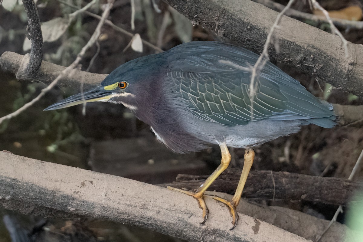 Green Heron - ML624451867