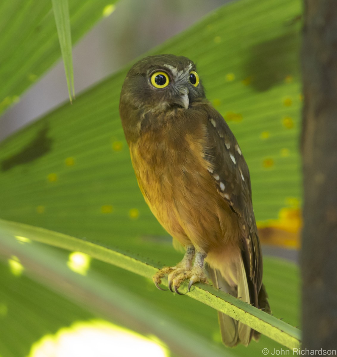Ochre-bellied Boobook - ML624451913