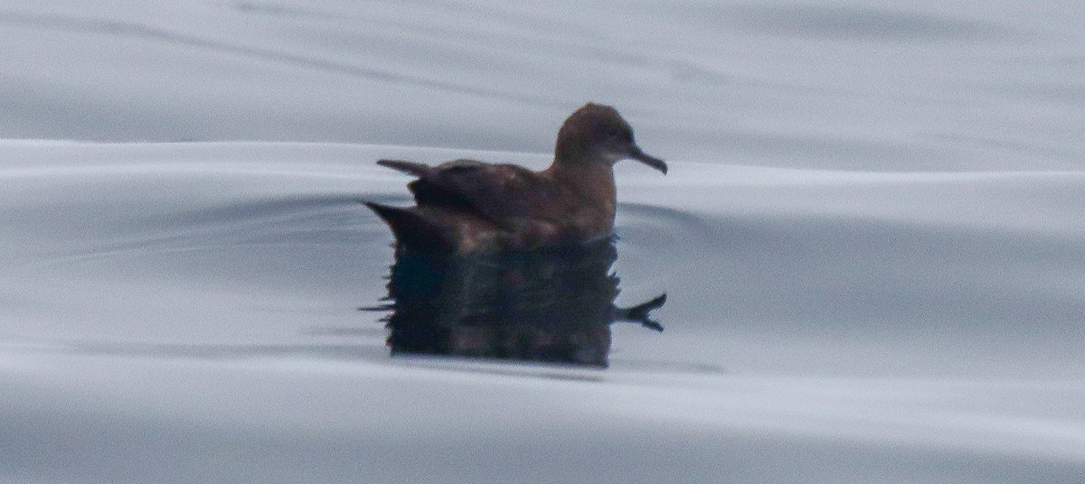 Sooty Shearwater - ML624452008