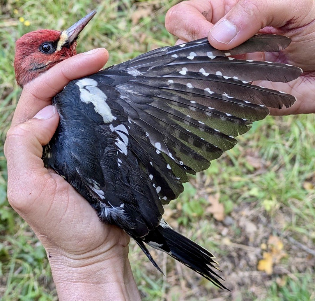 Red-breasted Sapsucker - ML624452046