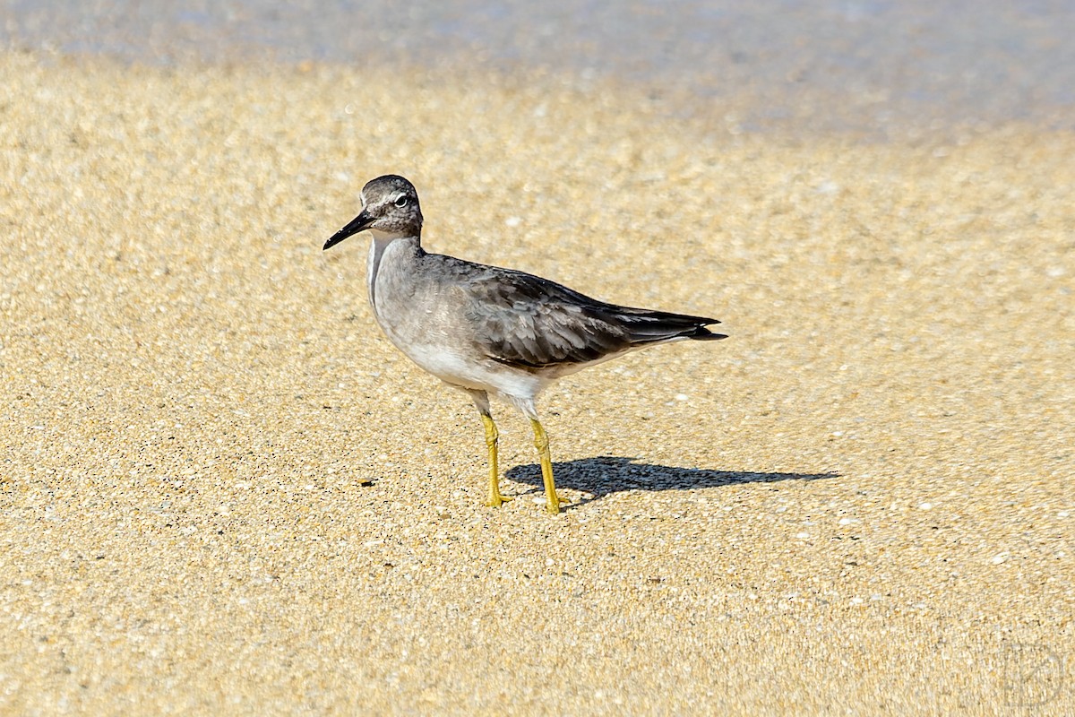 Wandering Tattler - ML624452069