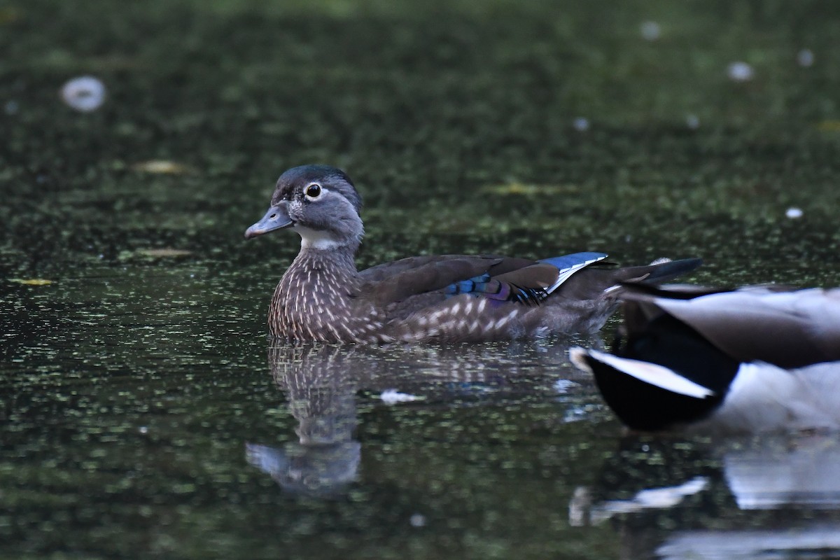 Wood Duck - ML624452181