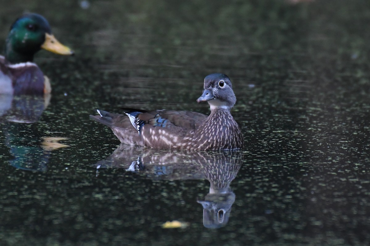 Wood Duck - ML624452182