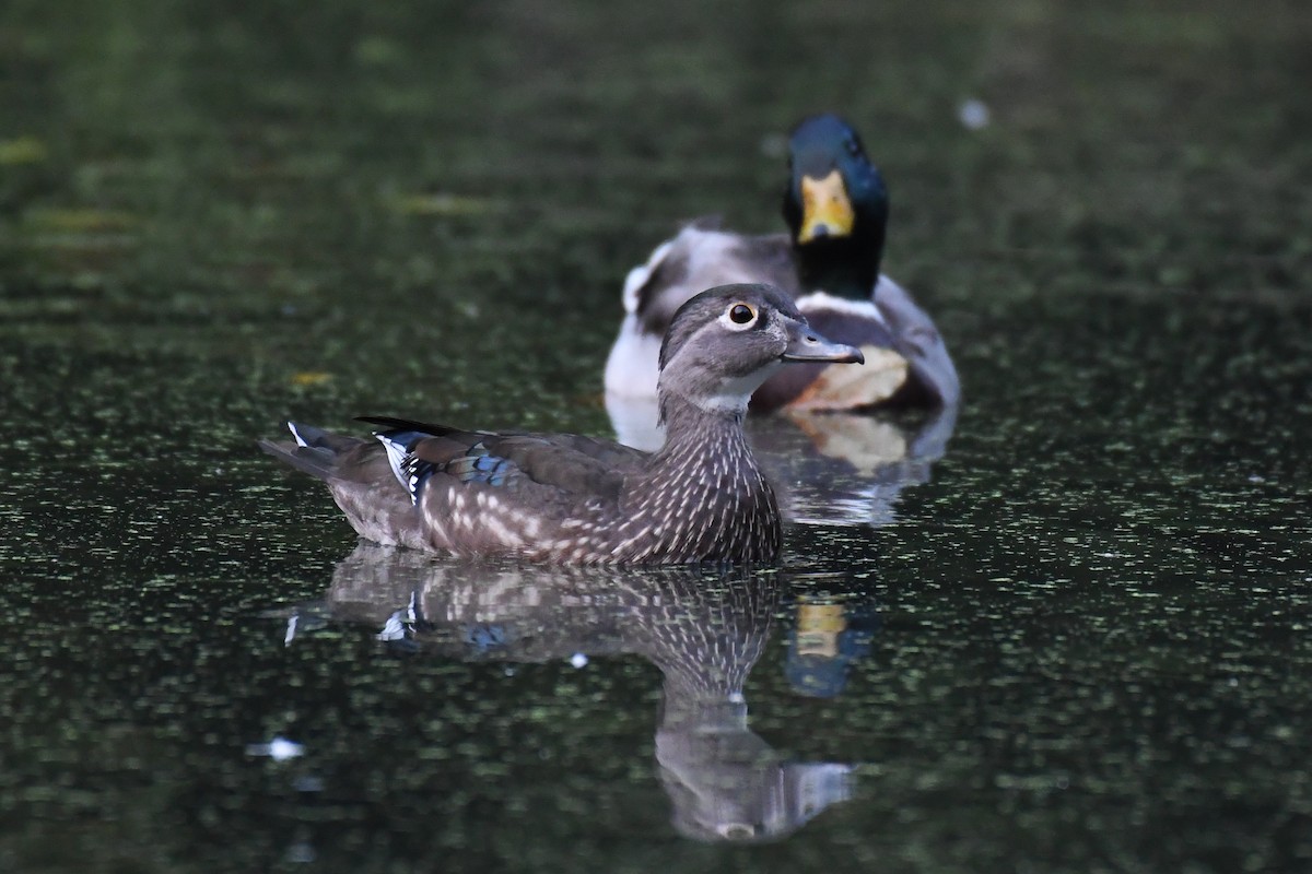 Wood Duck - ML624452183