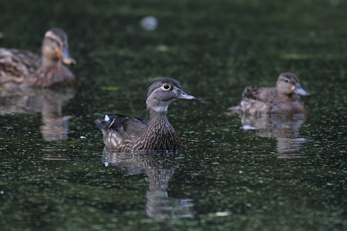 Wood Duck - ML624452184