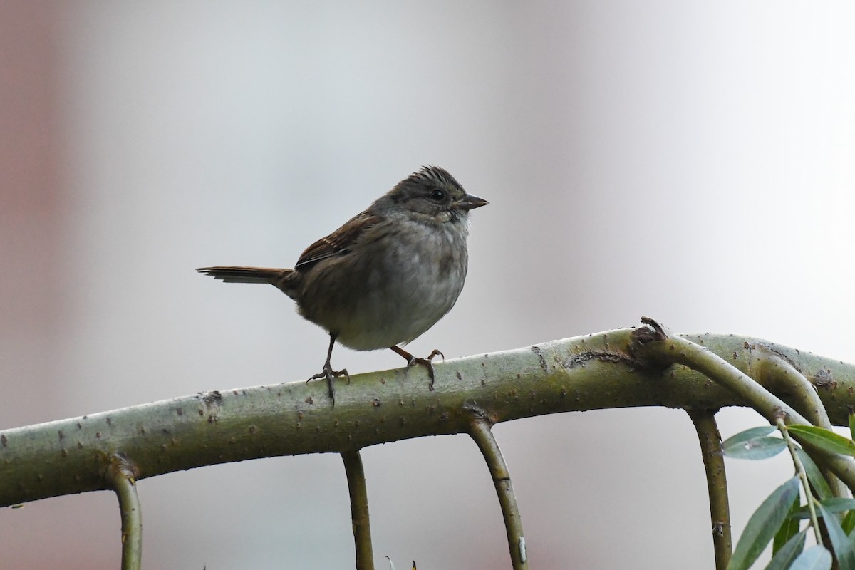 Swamp Sparrow - ML624452219