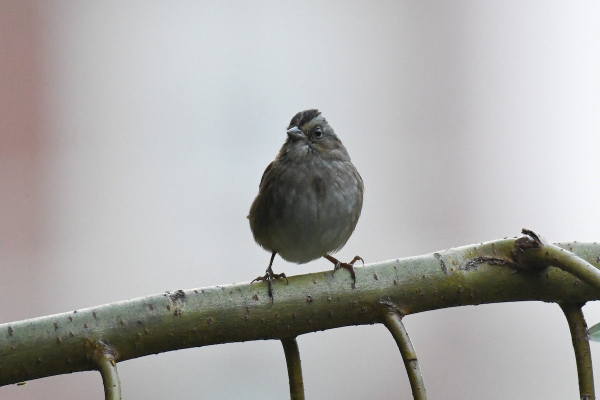 Swamp Sparrow - ML624452220