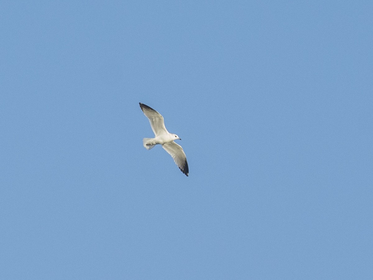 Common Gull (Russian) - ML624452222