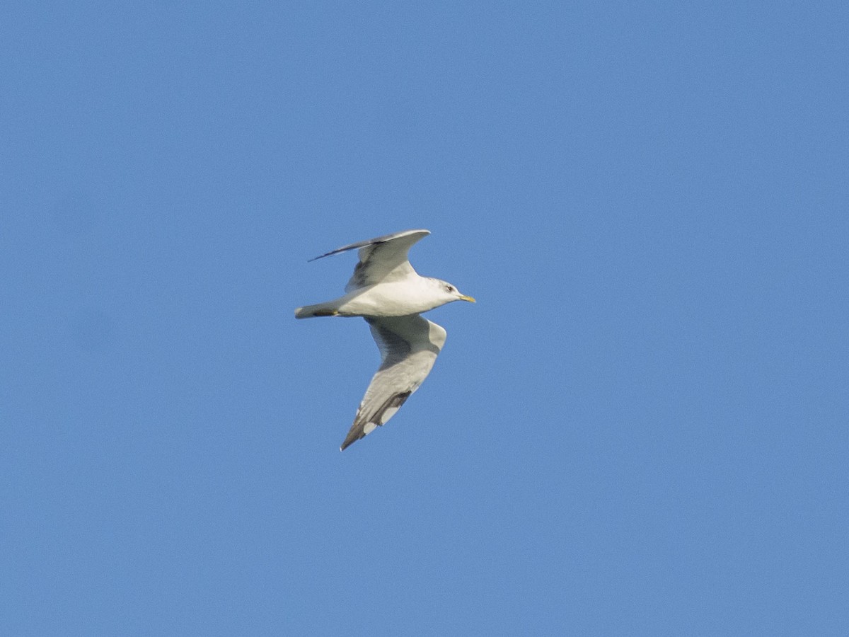 Common Gull (Russian) - ML624452223