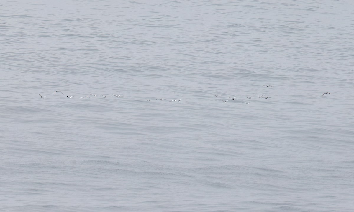 クビワカモメ - ML624452235