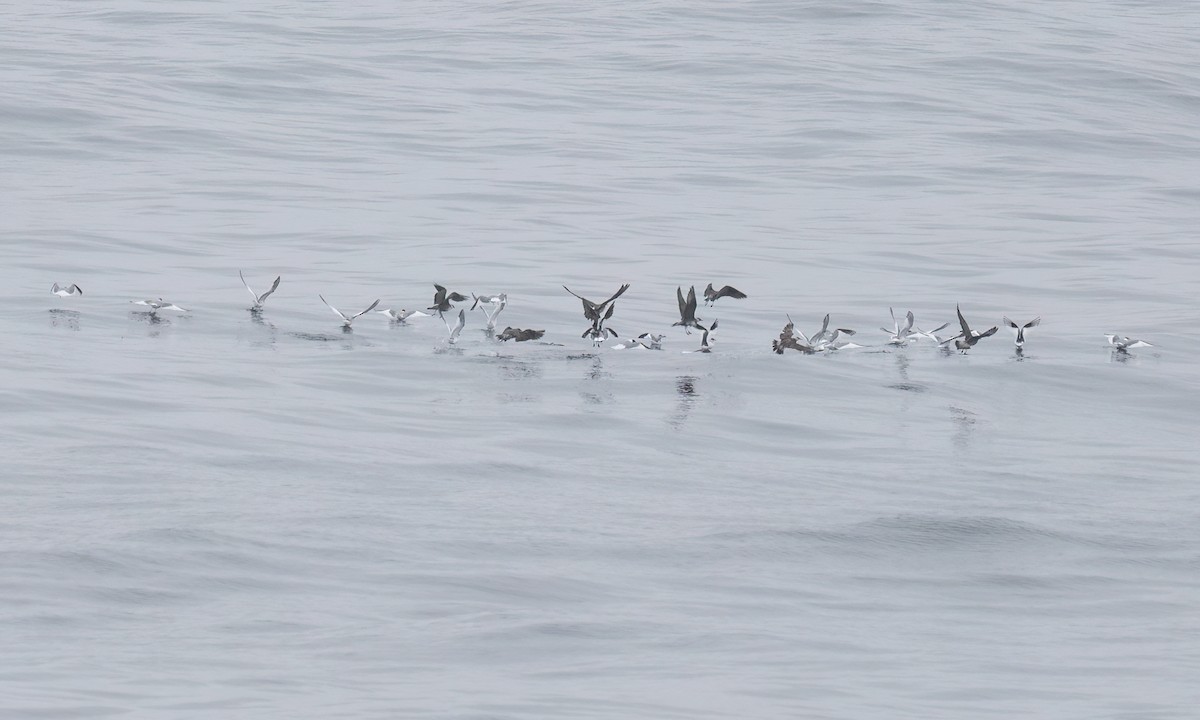 クビワカモメ - ML624452242