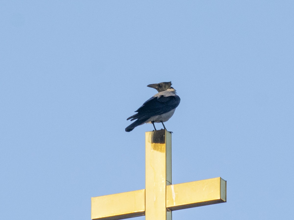 Hooded Crow (Hooded) - ML624452243