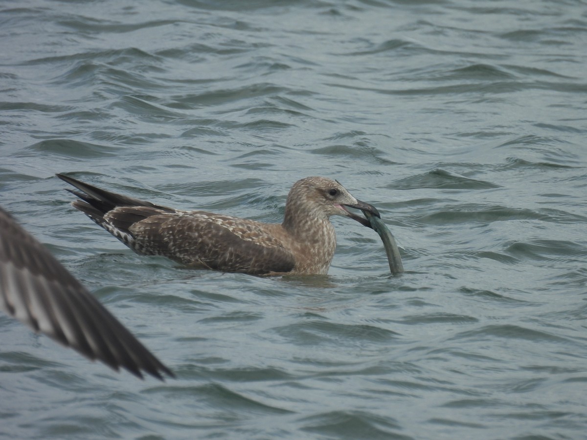 Herring Gull - ML624452344