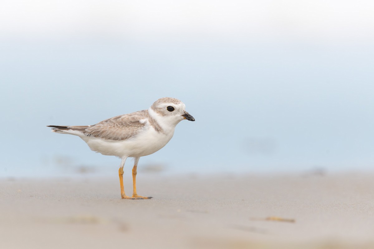 Piping Plover - ML624452520