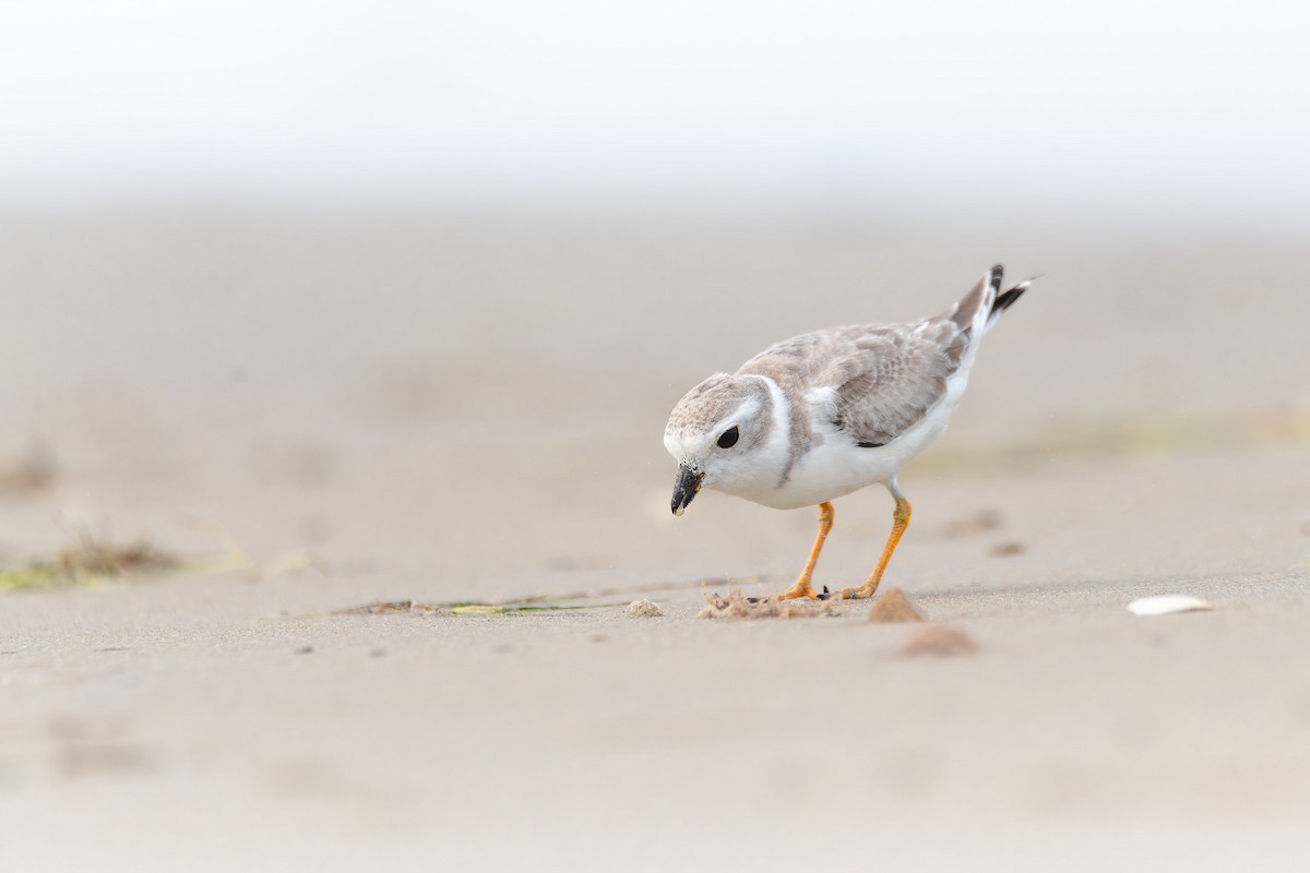 Piping Plover - ML624452524