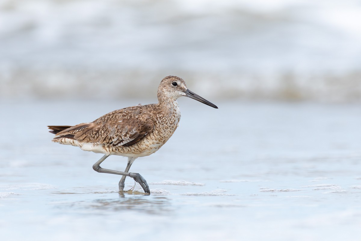 Willet - ML624452531