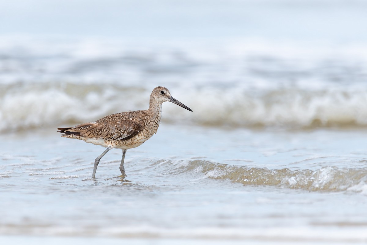 Willet - ML624452534