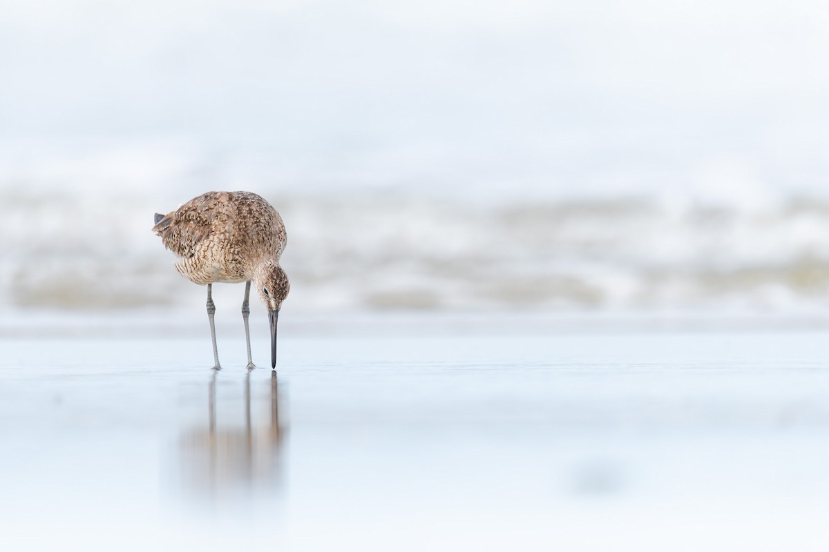 Willet - ML624452537