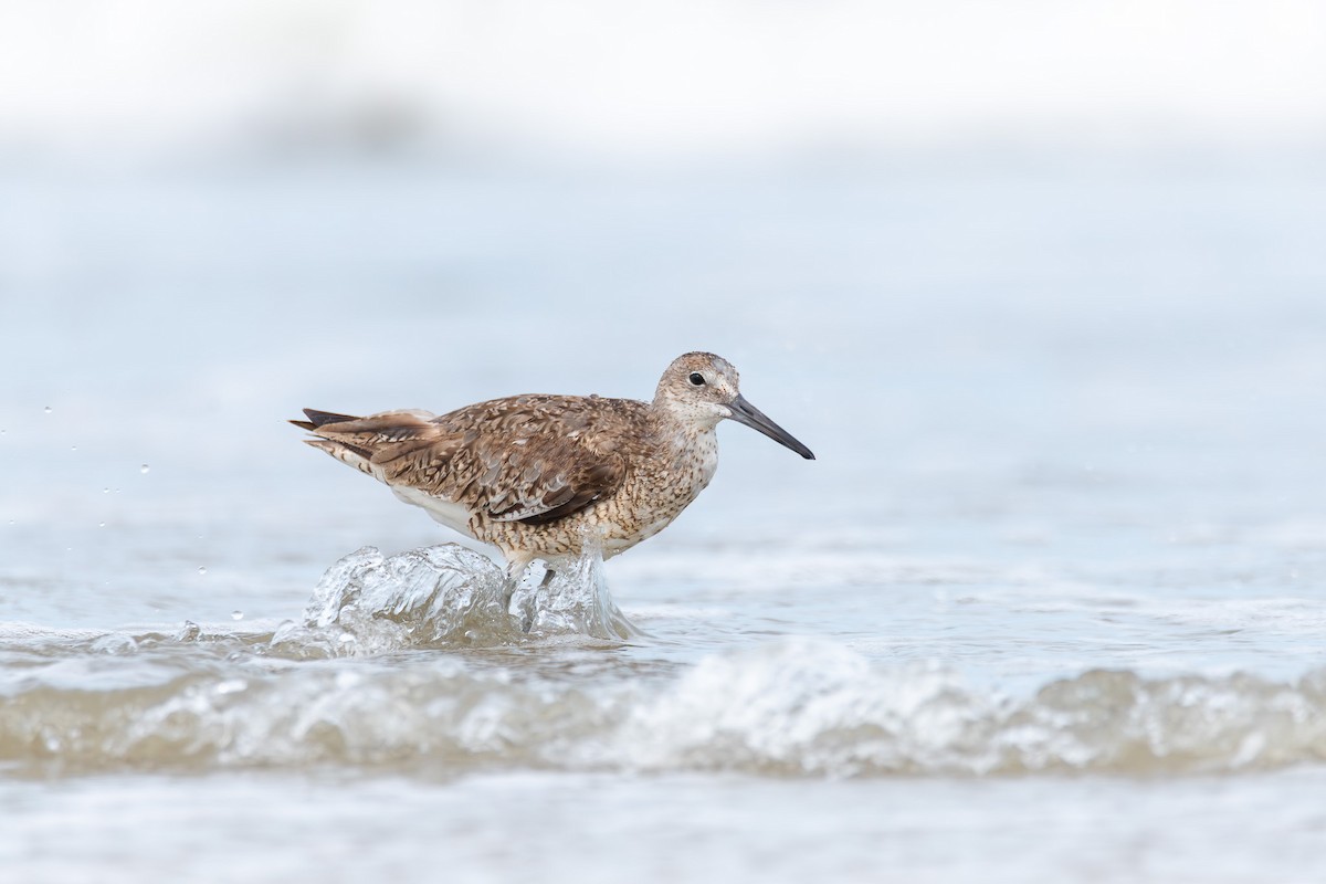 Willet - ML624452540