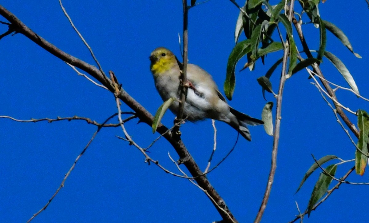 American Goldfinch - ML624452628