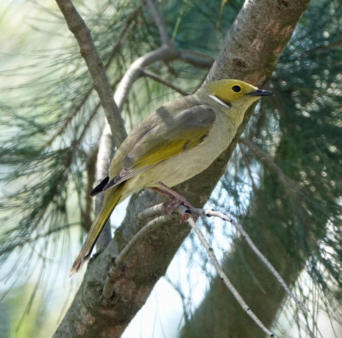 White-plumed Honeyeater - ML624452667
