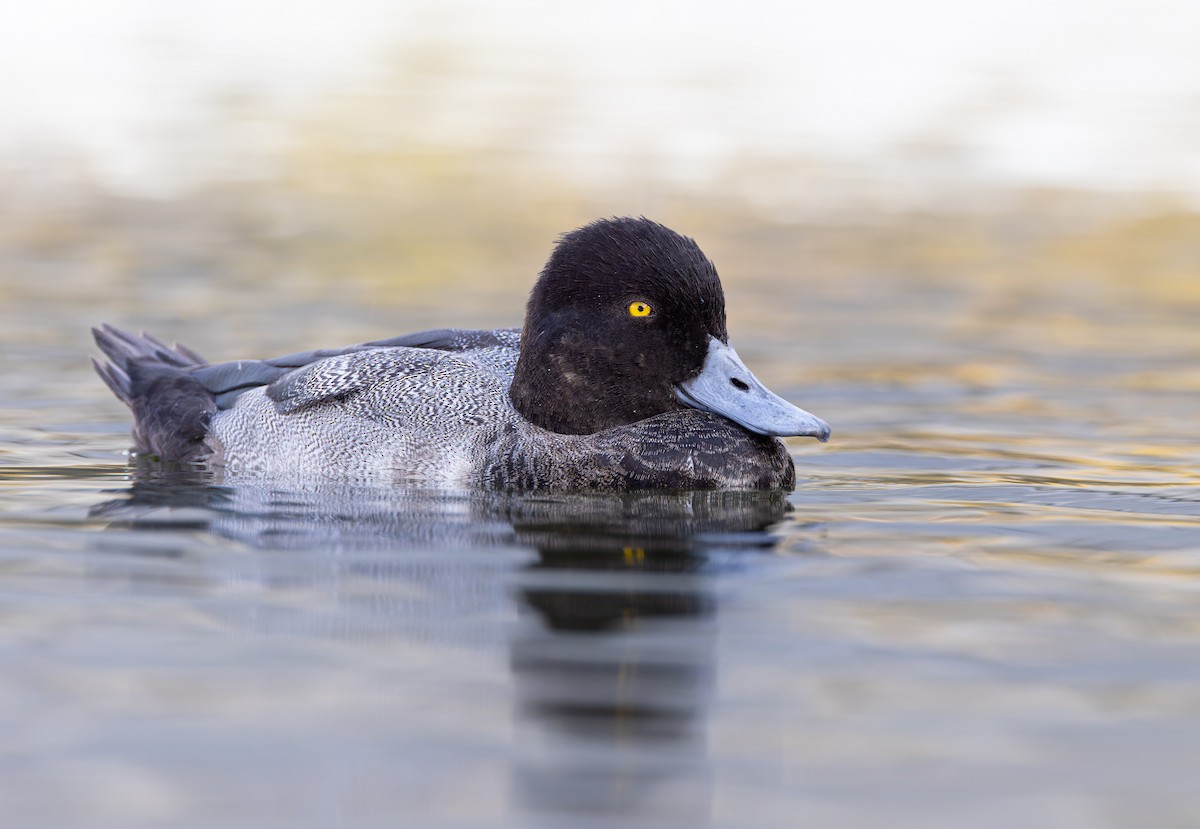 Lesser Scaup - ML624452686