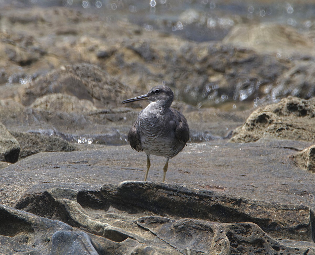 Wandering Tattler - Jeisson Figueroa Sandi