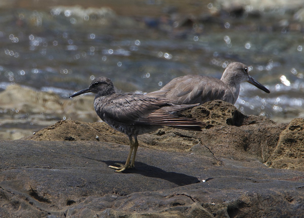 Wandering Tattler - ML624452788