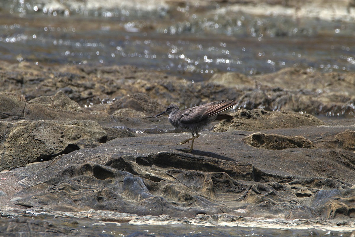 Wandering Tattler - ML624452789