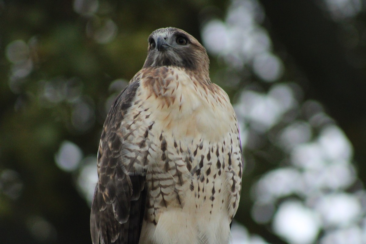 Red-tailed Hawk - ML624452883