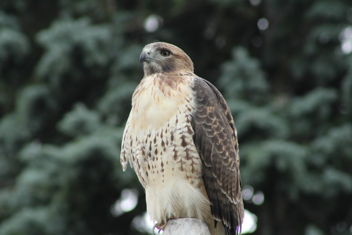 Red-tailed Hawk - ML624452884