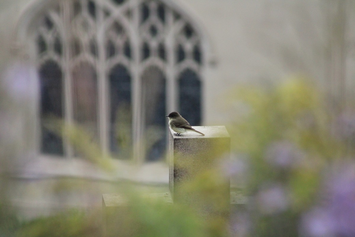 Eastern Phoebe - Jennifer Burko