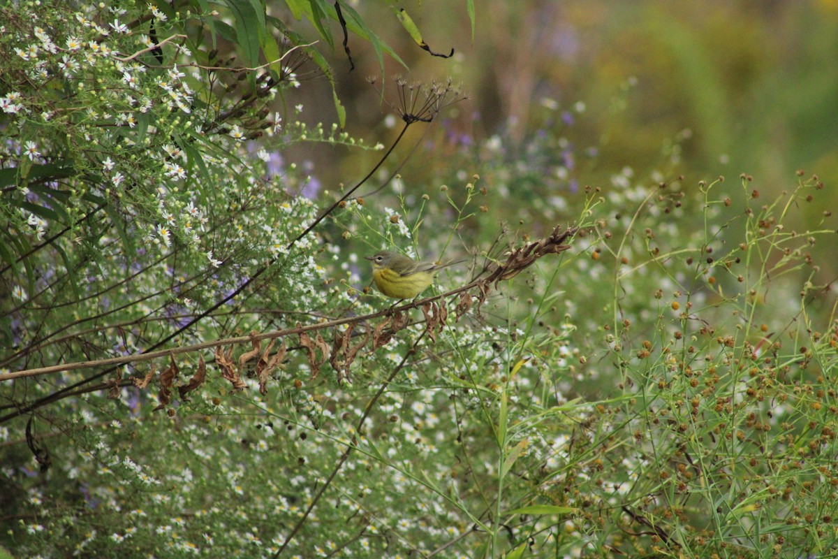 Prairie Warbler - ML624452898