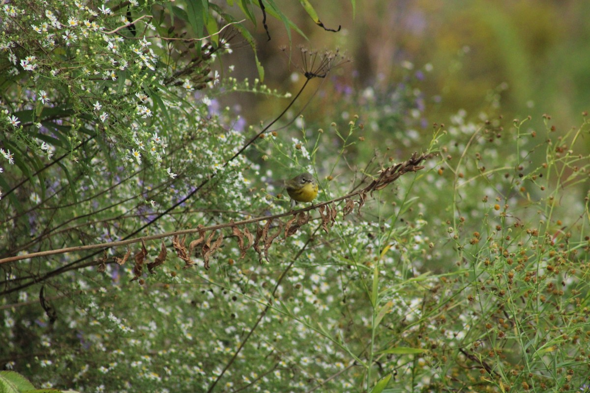 Prairie Warbler - ML624452899