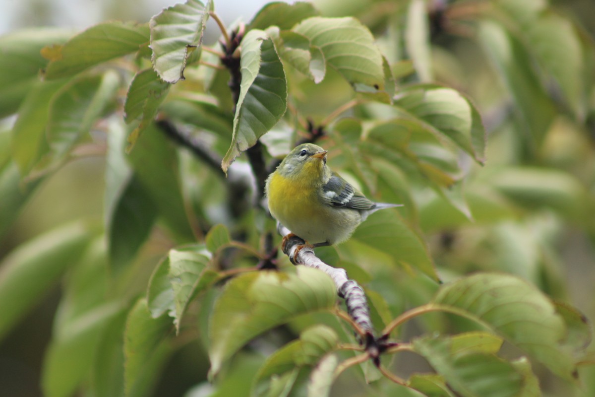 Northern Parula - ML624452917