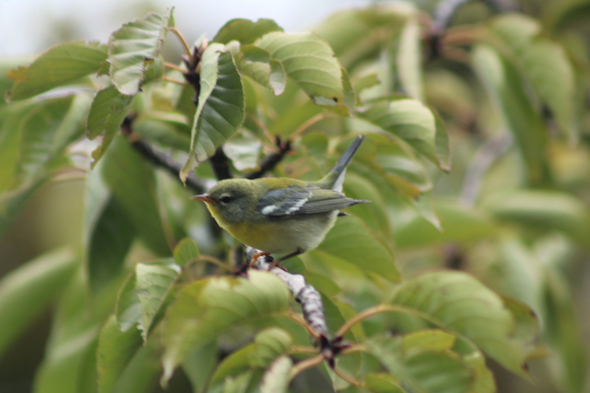 Northern Parula - ML624452919