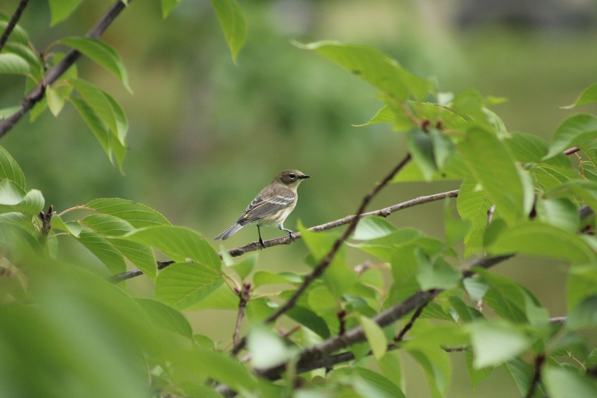 Yellow-rumped Warbler - ML624452930