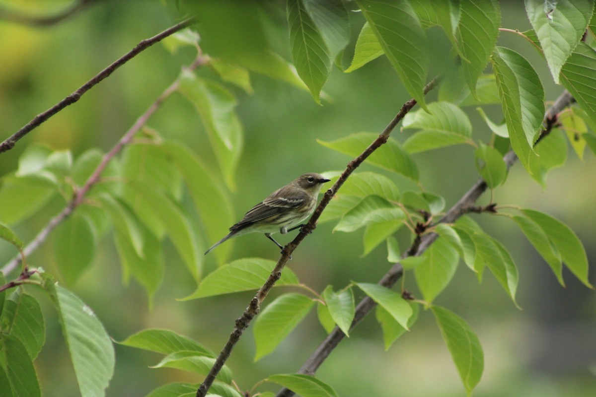 Yellow-rumped Warbler - ML624452931