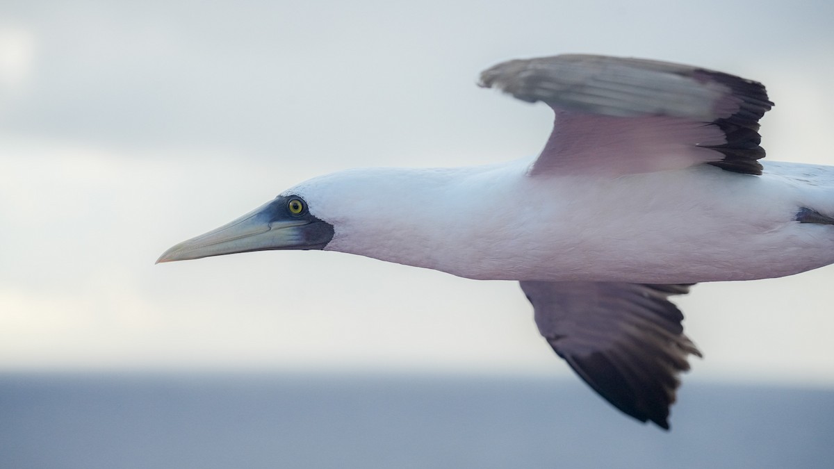 藍臉鰹鳥 - ML624453013