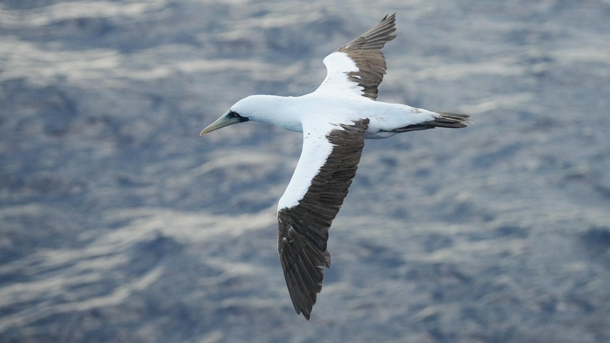 Masked Booby - ML624453014